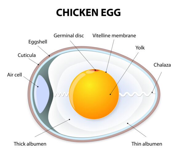 What’s in an Egg?